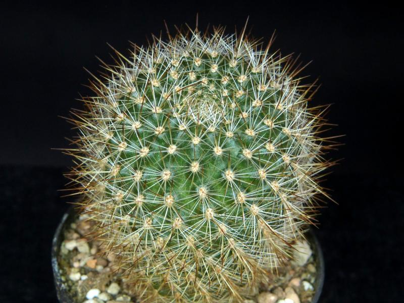 Sales plant (sample)